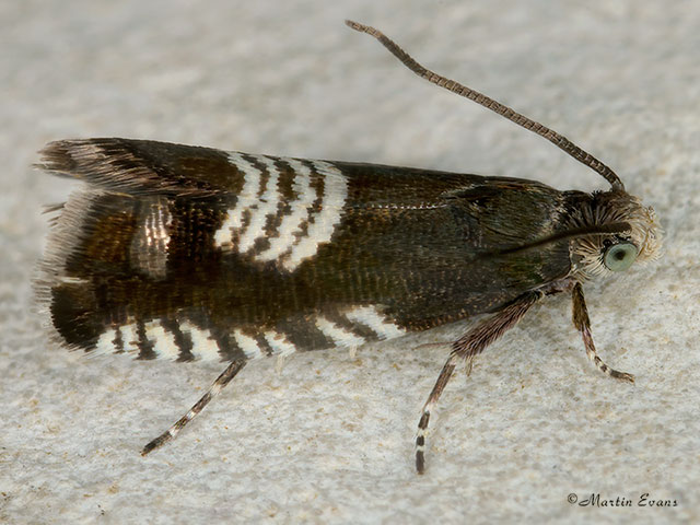  49.347 Grapholita compositella Copyright Martin Evans 