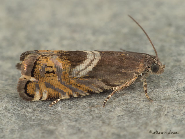  49.354 Grapholita jungiella Copyright Martin Evans 