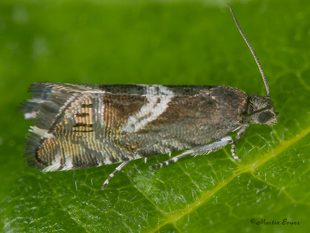  49.354 Grapholita jungiella Copyright Martin Evans 