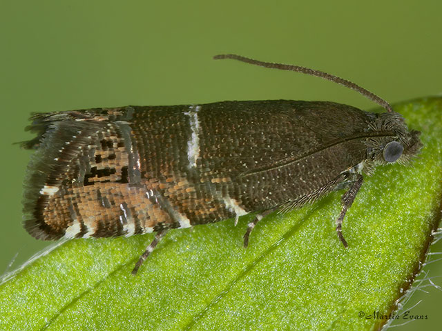  49.355 Grapholita lathyrana Copyright Martin Evans 