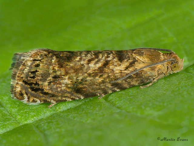  49.356 Aspila lobarzewskii Copyright Martin Evans 