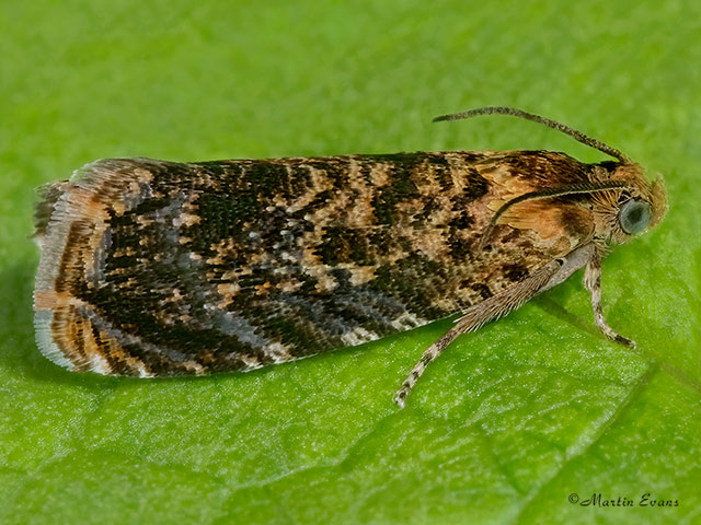  49.359 Aspila janthinana Copyright Martin Evans 