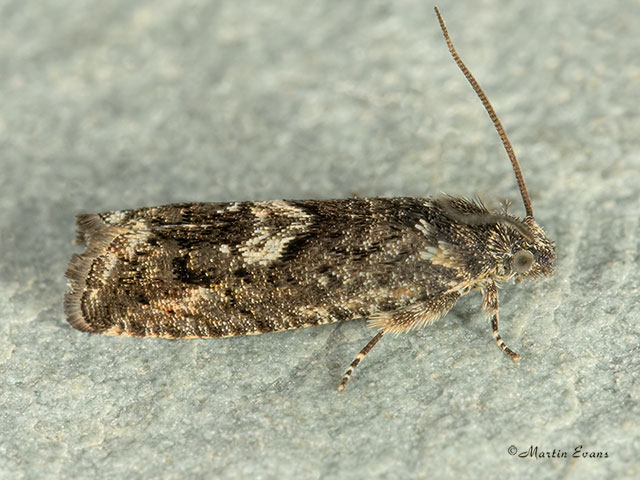 49.362 Pammene giganteana Copyright Martin Evans 