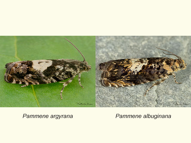  49.363 Pammene argyrana and Pammene albuginana Copyright Martin Evans 