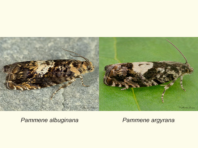  49.365 Pammene albuginana and Pammene argyrana Copyright Martin Evans 