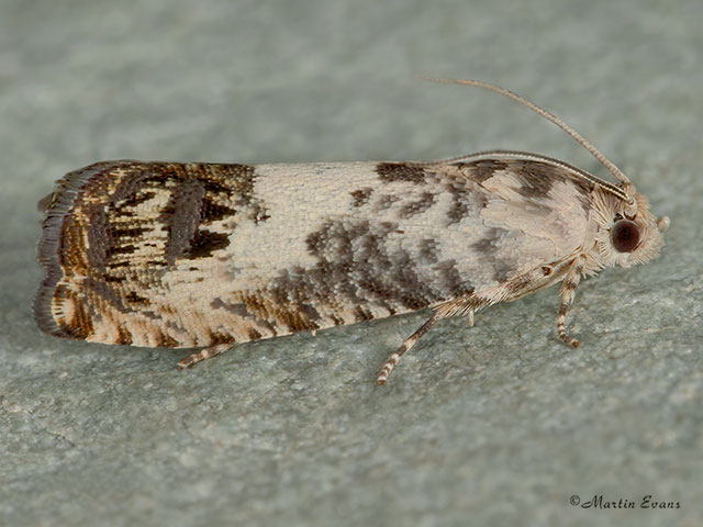  49.367 Pammene fasciana Copyright Martin Evans 