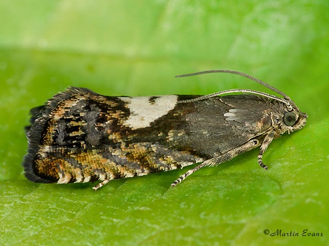  49.372 Pammene populana Copyright Martin Evans 