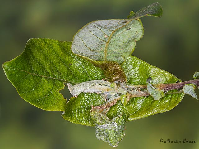  49.372 Pammene populana Grey Willow Copyright Martin Evans 