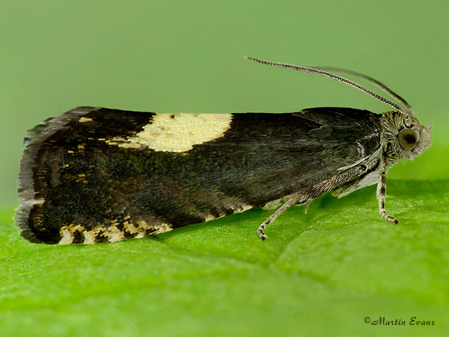  49.375 Pammene regiana Copyright Martin Evans 