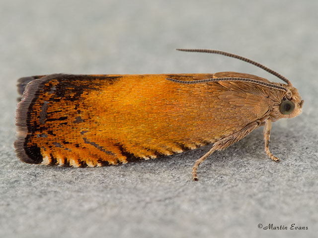  49.376 Pammene aurita Copyright Martin Evans 