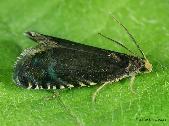  49.377 Pammene germmana Copyright Martin Evans 