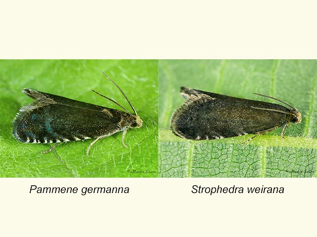  49.377 Pammene germmana & Strophedra weirana Copyright Martin Evans 