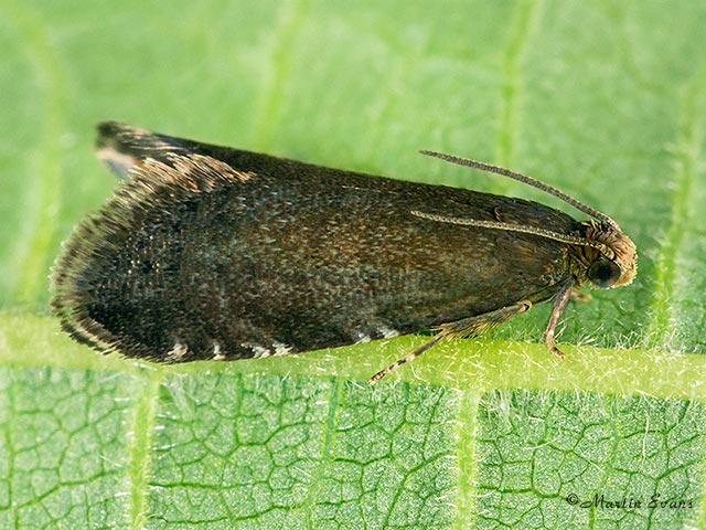  49.381 Strophedra weirana Copyright Martin Evans 