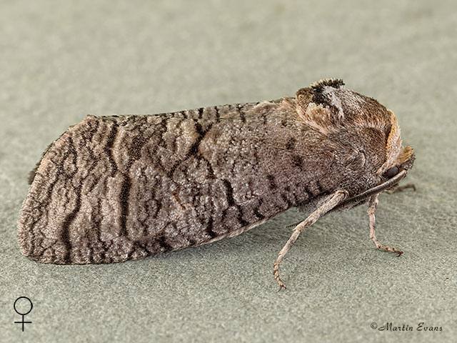  50.001 Goat Moth female Copyright Martin Evans 