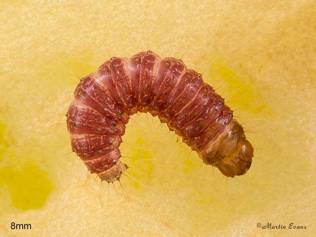  50.001 Goat Moth larva 8mm Copyright Martin Evans 