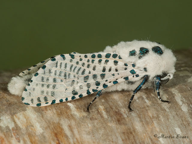  50.002 Leopard Moth Copyright Martin Evans 