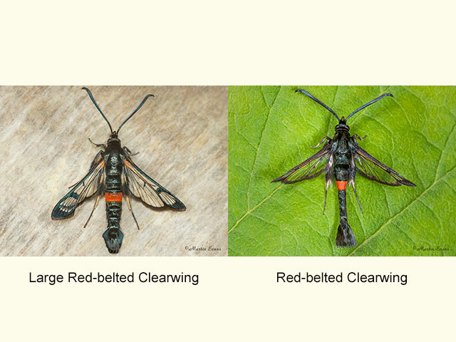  52.007 Large Red-belted Clearwing and Red-belted Clearwing Copyright Martin Evans 