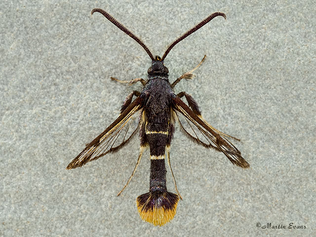  52.010 Orange-tailed Clearwing Copyright Martin Evans 