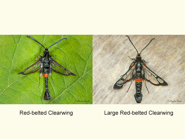  52.011 Red-belted Clearwing and Large Red-belted Clearwing Copyright Martin Evans 