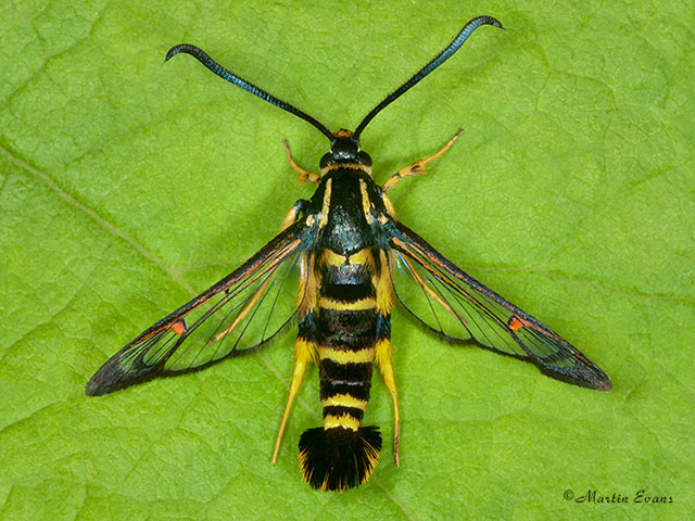  52.012 Yellow-legged Clearwing Copyright Martin Evans 