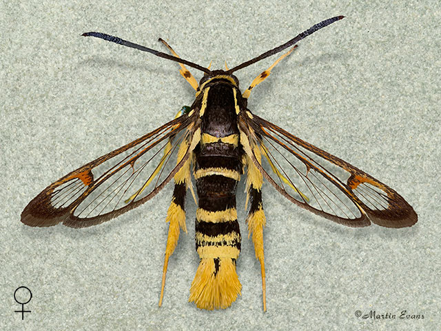  52.012 Yellow-legged Clearwing female Copyright Martin Evans 