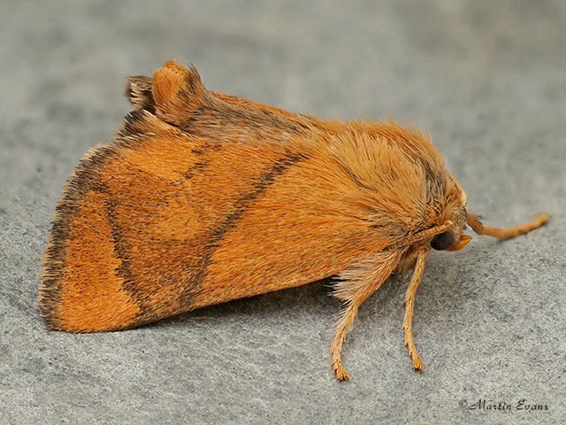  53.001 Festoon Copyright Martin Evans 