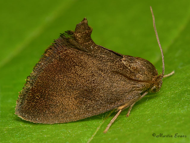  53.002 Triangle Copyright Martin Evans 