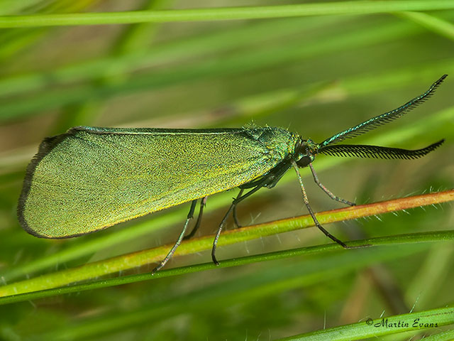  54.001 Scarce Forester Copyright Martin Evans 