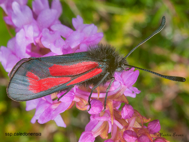  54.004 Transparent Burnet ssp.caledonensis Copyright Martin Evans 