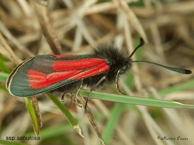  54.004 Transparent Burnet ssp.sabulosa Copyright Martin Evans 