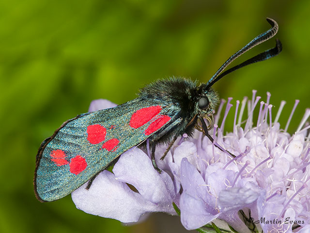  54.008 Six-spot Burnet Copyright Martin Evans 