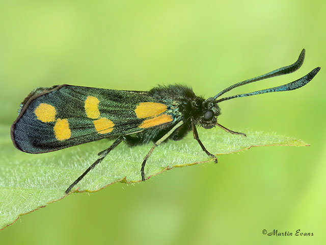  54.008 Six-spot Burnet yellow form Copyright Martin Evans 