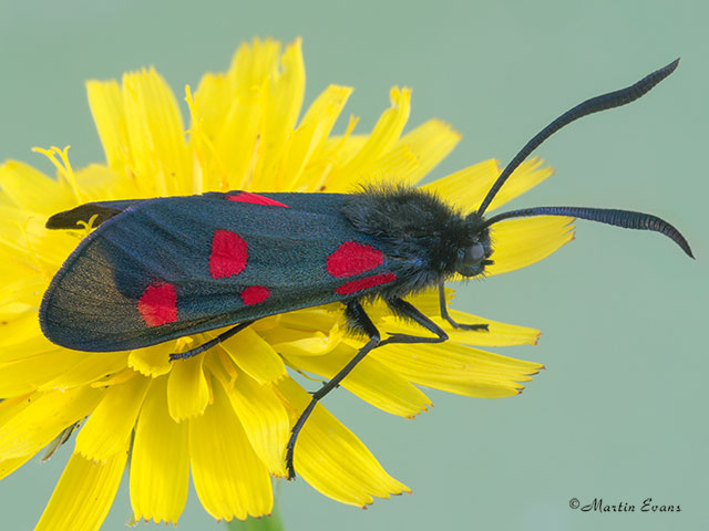  54.009 Narrow-bordered 5-spot Burnet Copyright Martin Evans 