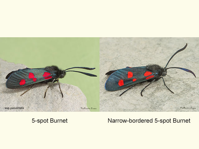  54.010 5-spot Burnet and Narrow-bordered 5-spot Burnet Copyright Martin Evans 