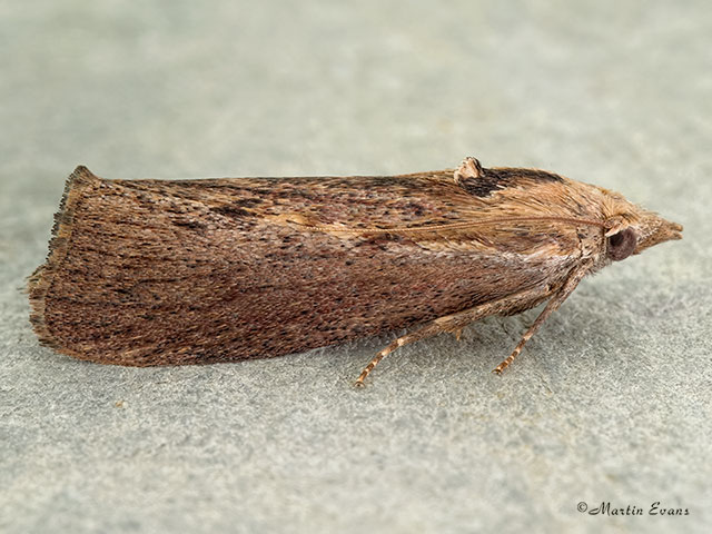  62.006 Galleria mellonella Copyright Martin Evans 