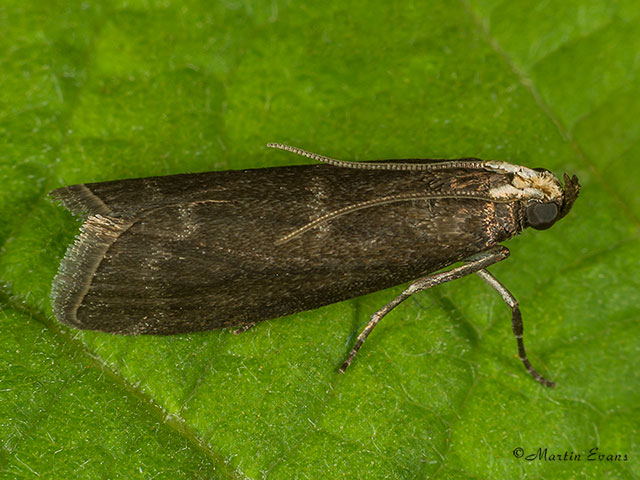  62.008 Salebriopsis albicilla Copyright Martin Evans 