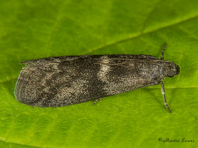  62.012 Pyla fusca Copyright Martin Evans 