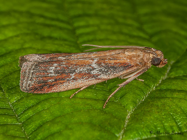  62.013 Uncinus obductella Copyright Martin Evans 