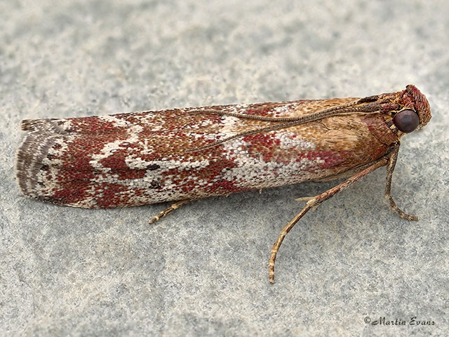  62.015 Delplanqueia dilutella Copyright Martin Evans 