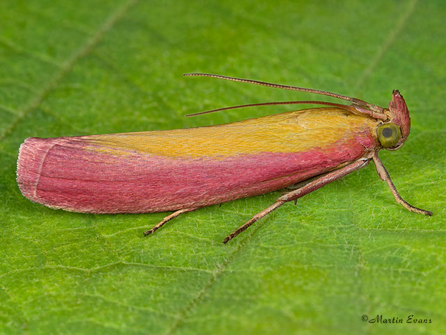  62.021 Oncocera semirubella Copyright Martin Evans 