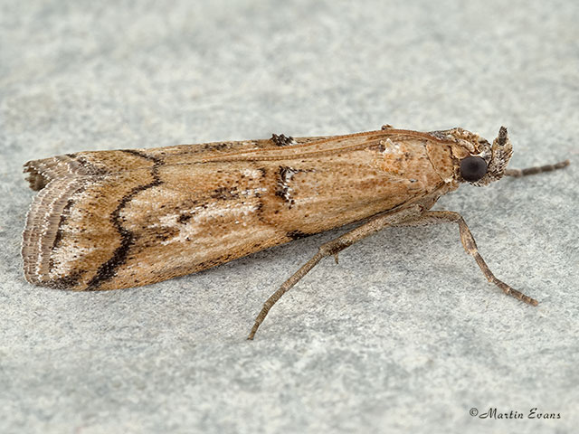  62.022 Pempelia genistella Copyright Martin Evans 
