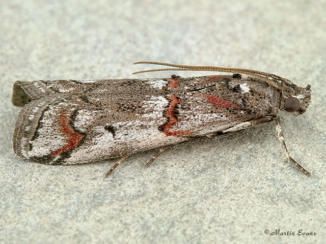  62.023 Pempelia palumbella Copyright Martin Evans 