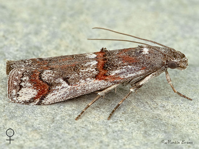  62.023 Pempelia palumbella female Copyright Martin Evans 