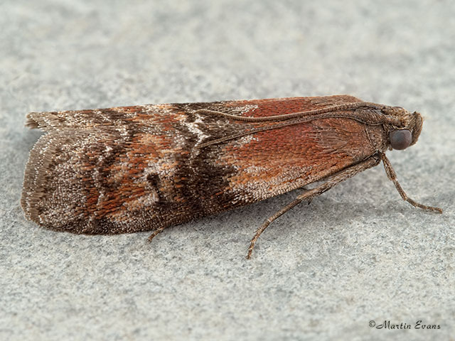  62.024 Rhodophaea formosa Copyright Martin Evans 