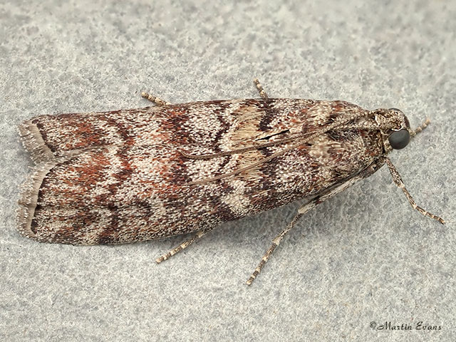  62.028 Dioryctria abietella Copyright Martin Evans 