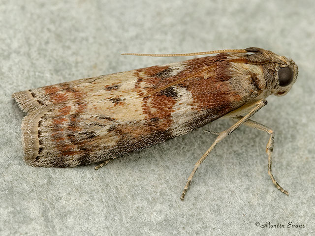  62.029 Phycita roborella Copyright Martin Evans 