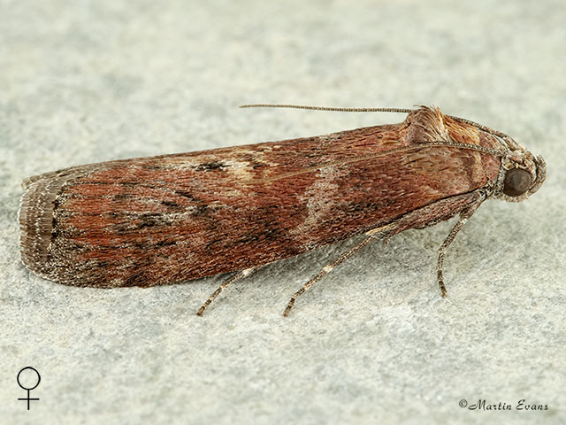  62.029 Phycita roborella female Copyright Martin Evans 