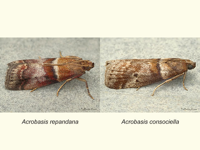  62.034 Acrobasis repandana and Acrobasis consociella Copyright Martin Evans 