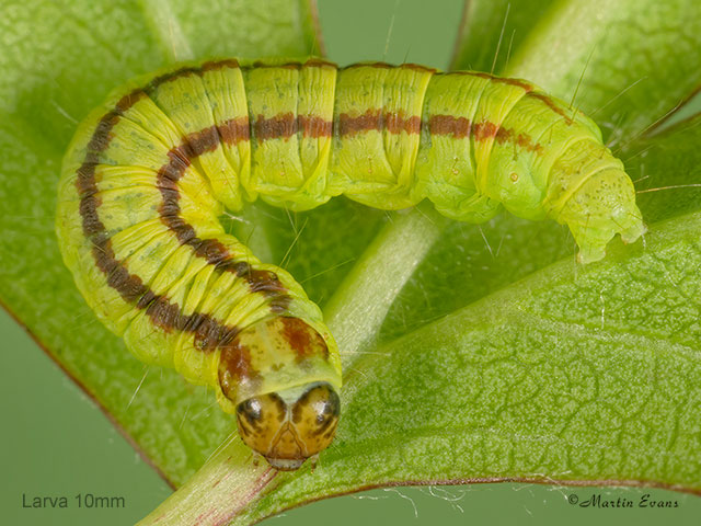  62.035 Acrobasis advenella larva 10mm Copyright Martin Evans 
