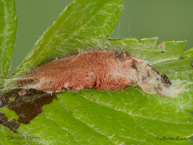  62.035 Acrobasis advenella cocoon 11mm Copyright Martin Evans 